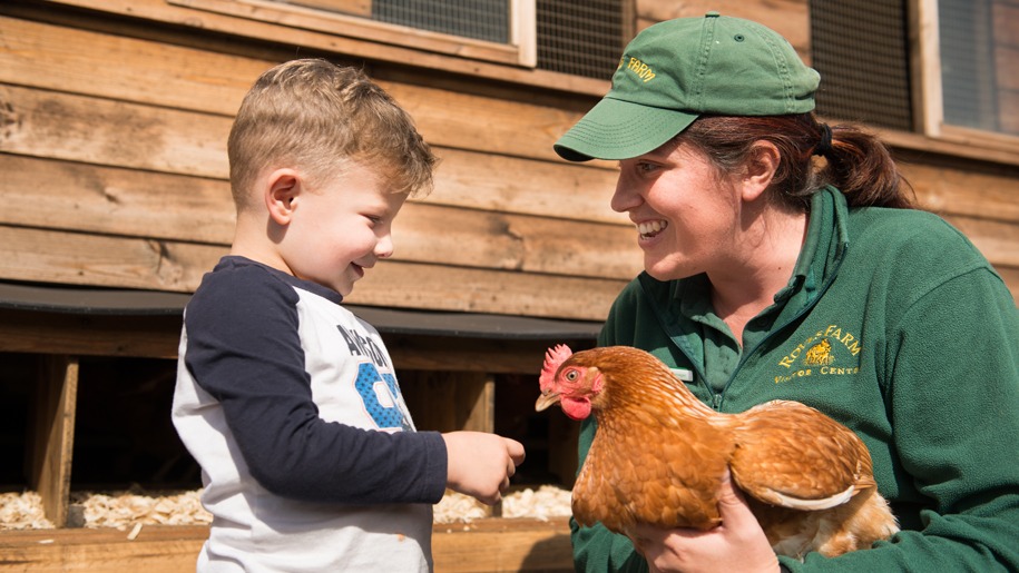 A young child meeting a hen at Roves Farm in Wiltshire.