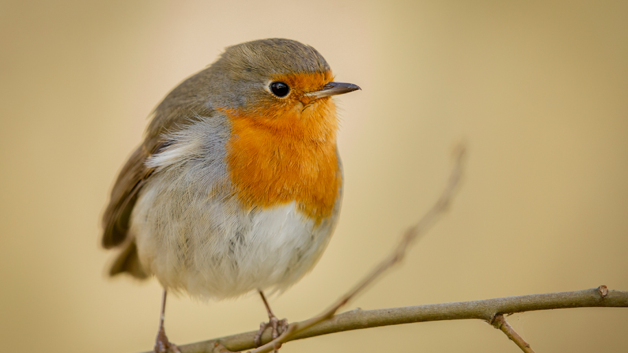 A robin at RSPB Ham Wall nature reserve in Somerset.