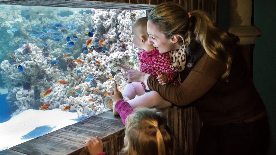 family looking at fish