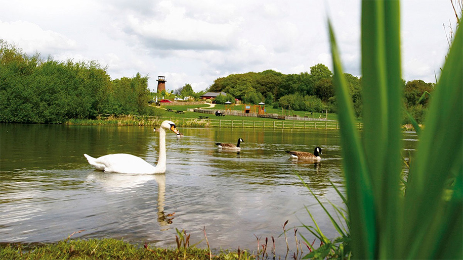 ducks and swan swimming on reservoir