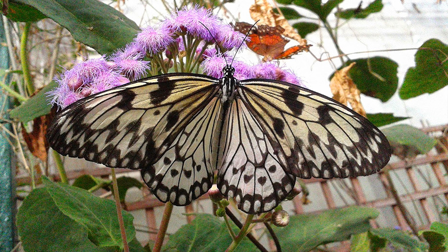 Stratford-upon-Avon Butterfly Farm black and white butterfly