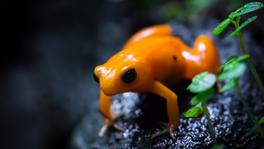 orange frog