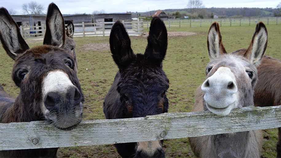 donkeys by a fence