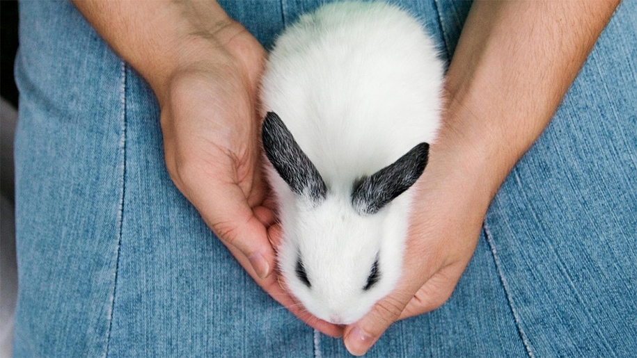 holding a bunny
