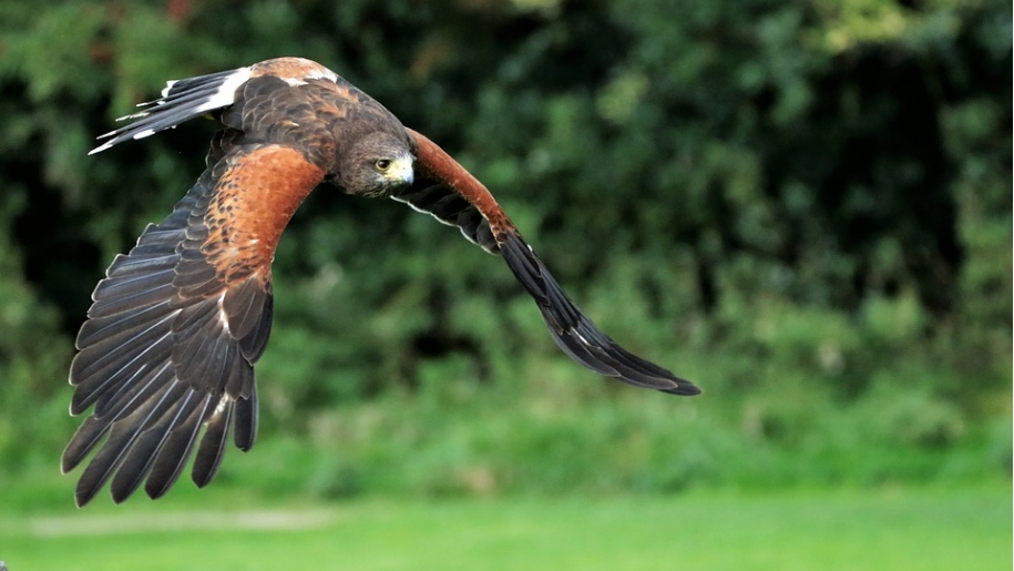 harris hawk flying
