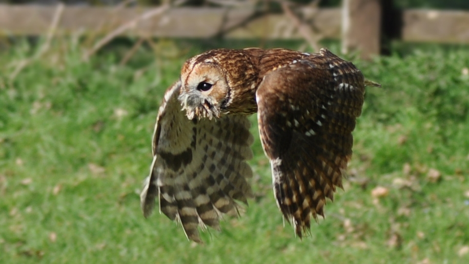 tawny owl flying