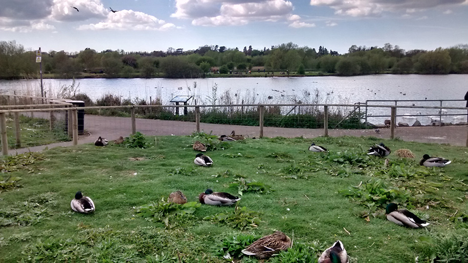 ducks and lake