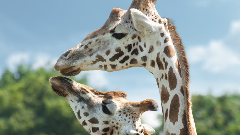 West Midland Safari Park giraffes