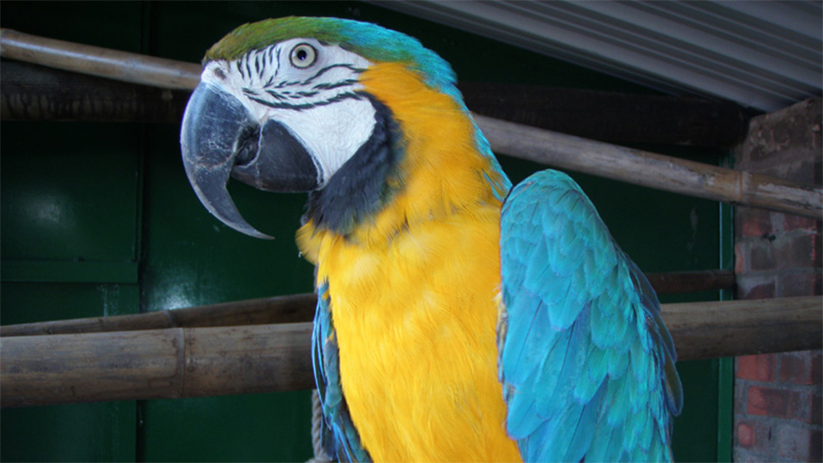 parrot