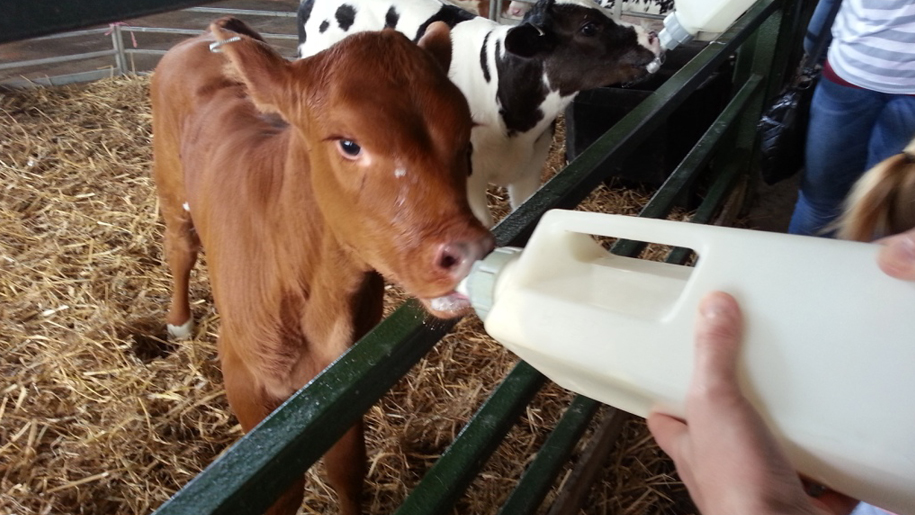 Whitehouse Farm Centre feeding calf