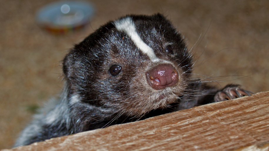 Whitehouse Farm Centre baby badger