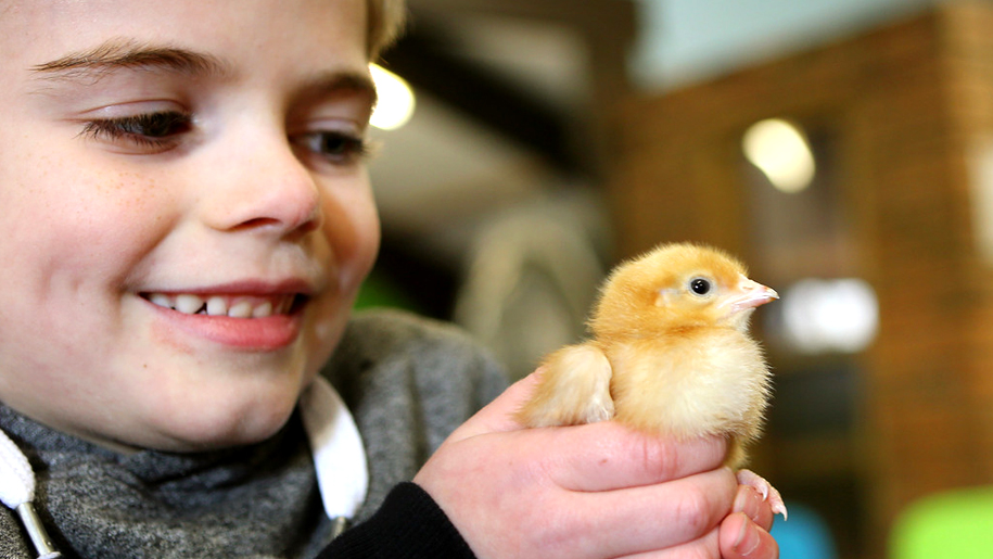 Whitehouse Farm Centre boy andchick