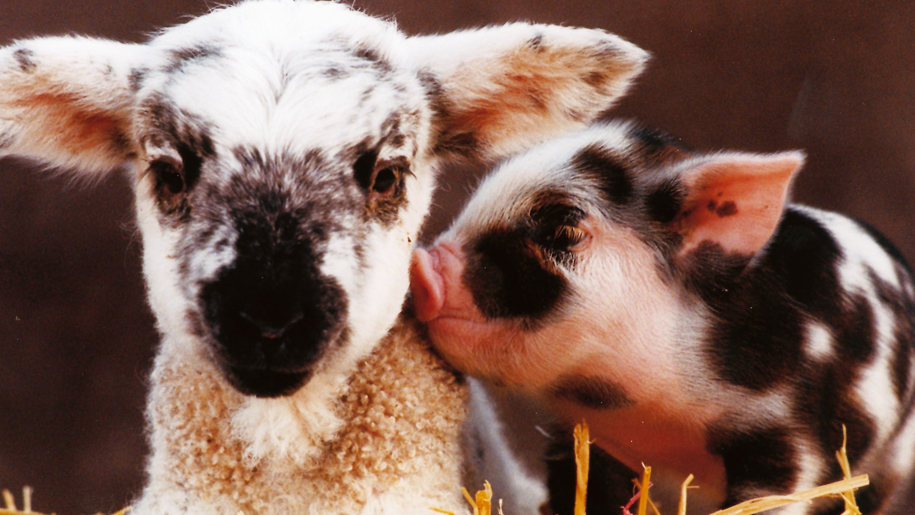 Whitehouse Farm Centre lamb and piglet