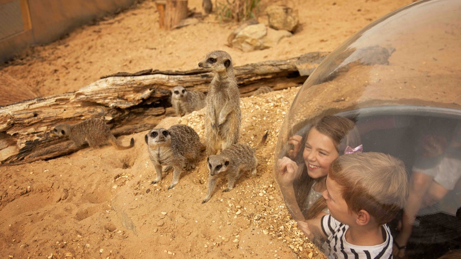 children looking at meerkats