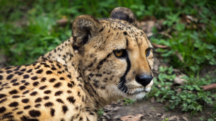 cheetah at Wild Place Project in Bristol
