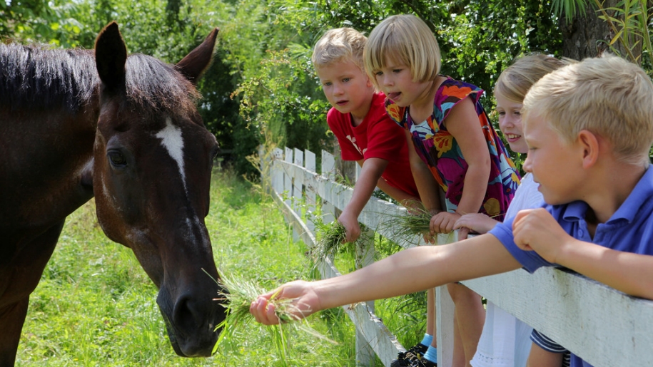 children feeding a horse