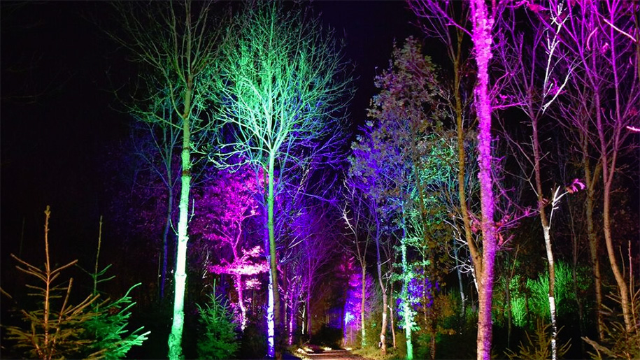 trees illuminated at night