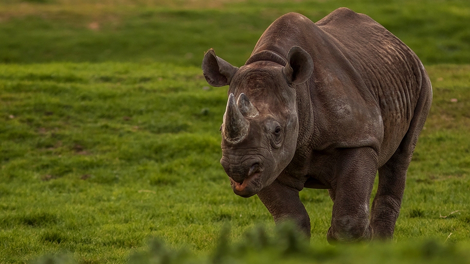 rhino in paddock