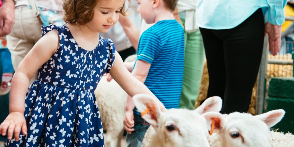 child with sheep