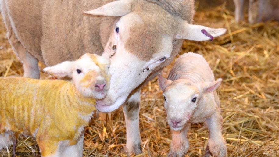 Roves Farm lamb and sheep