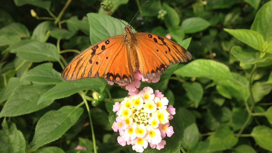 orange butterfly on flower