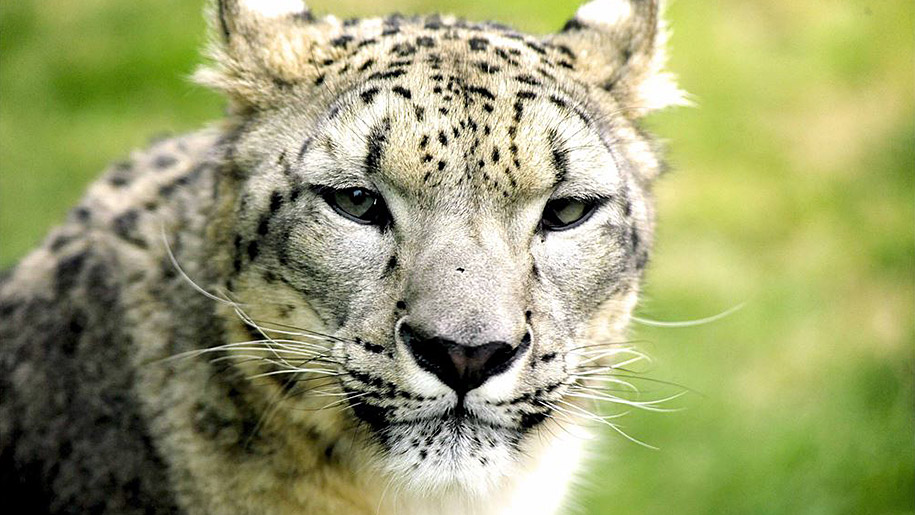 Twycross Zoo Leopard