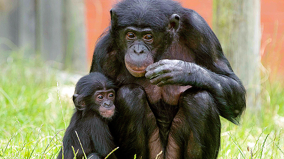 Twycross Zoo Chimps