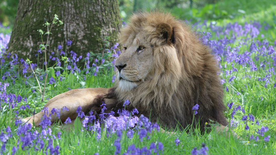 Lion sitting in between bluebells