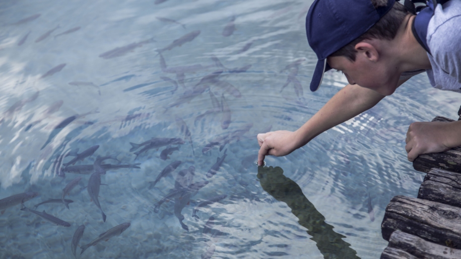 Generic boy feeding fish putting his finger in the water