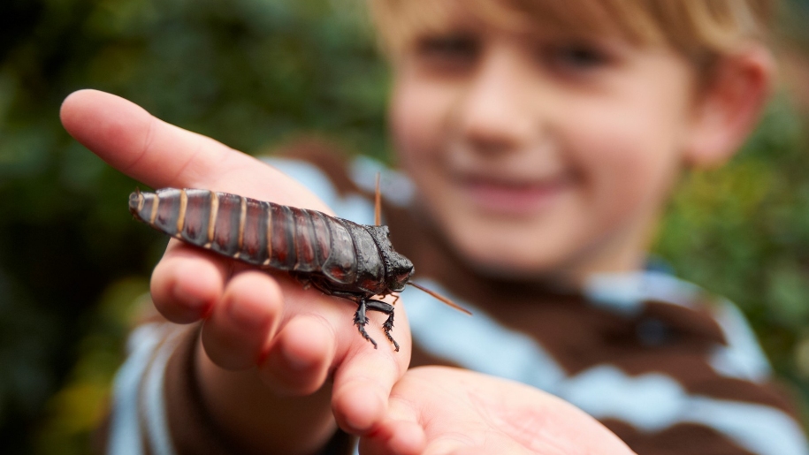 Boy holding cockroach