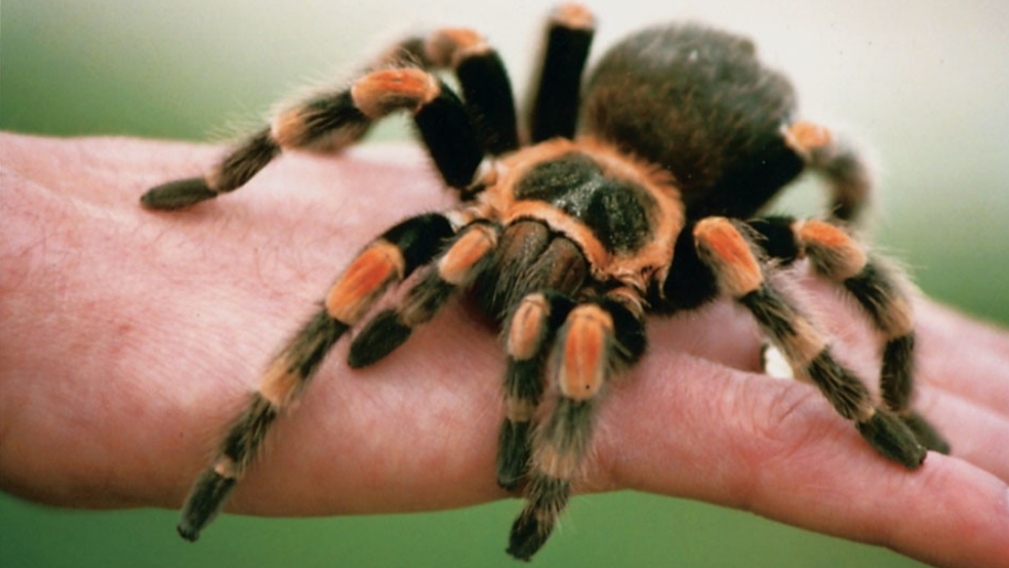 tarantula