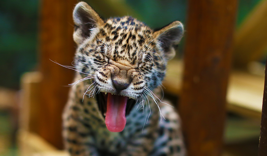jaguar cub