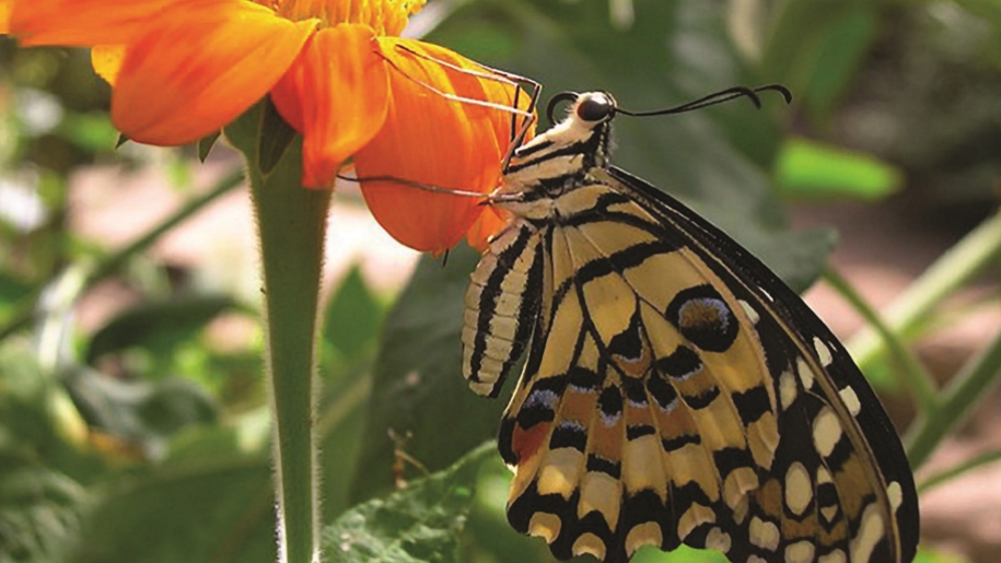 butterfly on orange flower