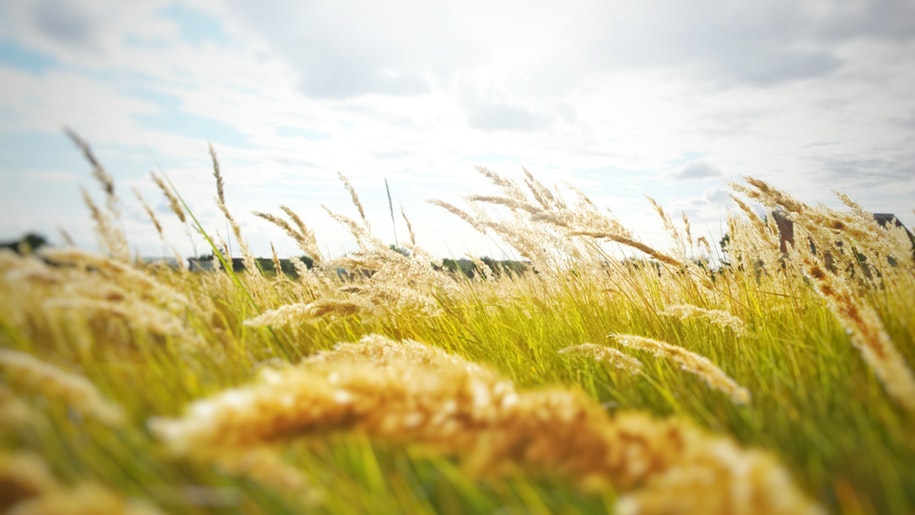 Generic Harvest wheat