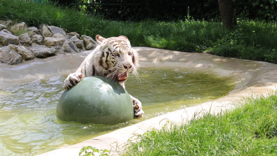 white tiger playing in water