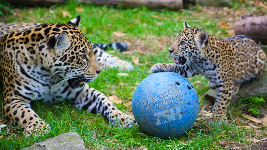 jaguar and cub