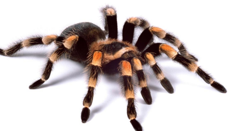 tarantula shriek week