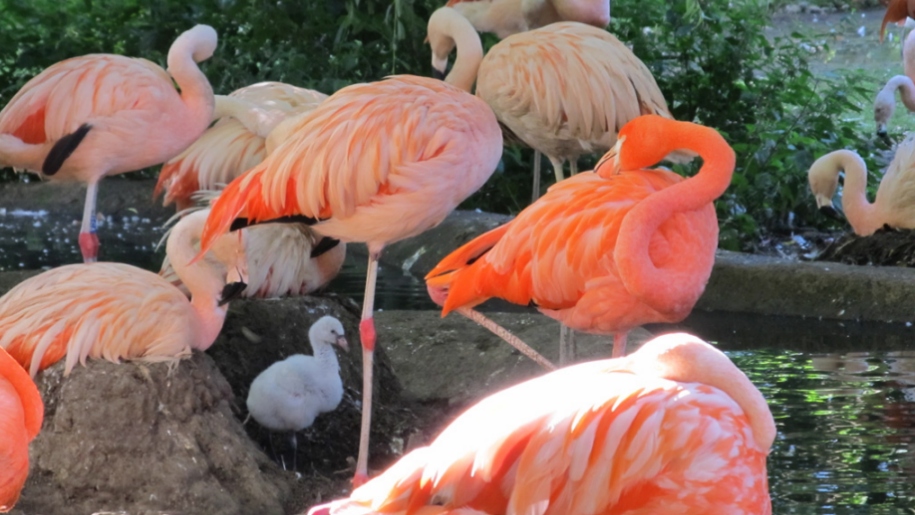 Summer Shows at Flamingo Land - Events | Lets Go With The Children