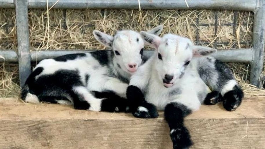 two black and white lambs at Godstone Farm