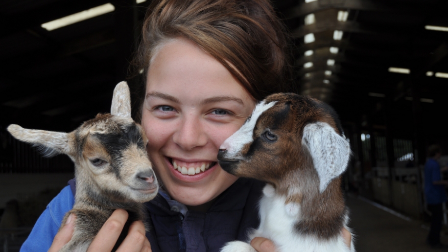 Stockley Farm Park goats