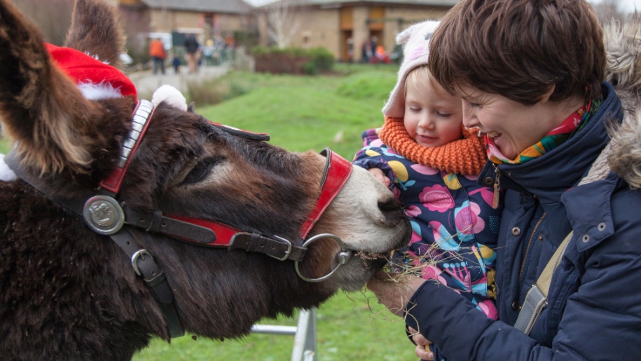 donkey with mum and child