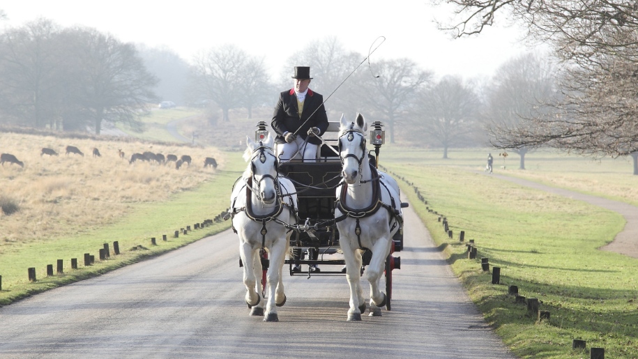 horse and carriage in Richmond Park