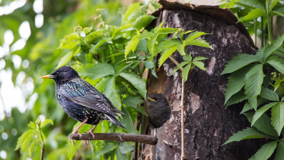 Starling and fledgling.