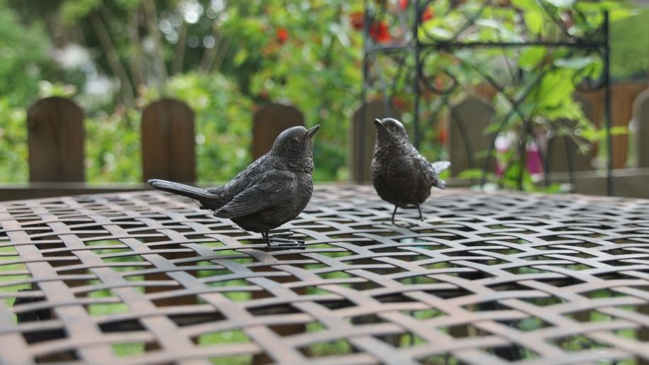 birds on table