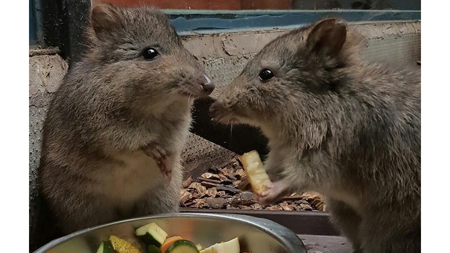 Potoroo sharing food