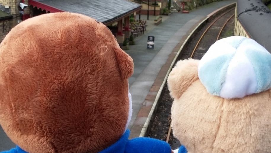 bears looking at train