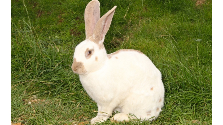 shepreth easter rabbit