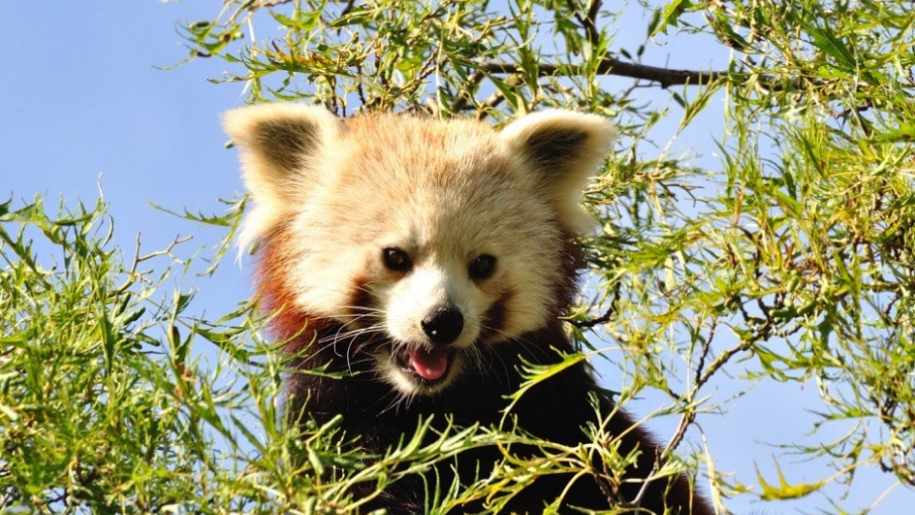 shepreth wildlife red panda