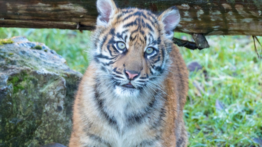 tiger cub