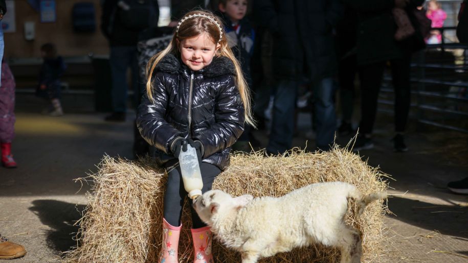 A youing girl feeding a lamb with a bottle at Whitehouse Farm